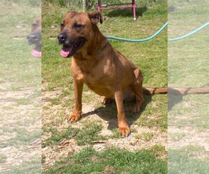 Victory - Female Black Mouth Cur-Boxer Mix Dog for Adoption - Photo #2