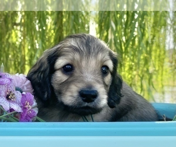 Medium Photo #3 Dachshund Puppy For Sale in SAVANNAH, TX, USA
