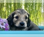 Small Photo #3 Dachshund Puppy For Sale in SAVANNAH, TX, USA