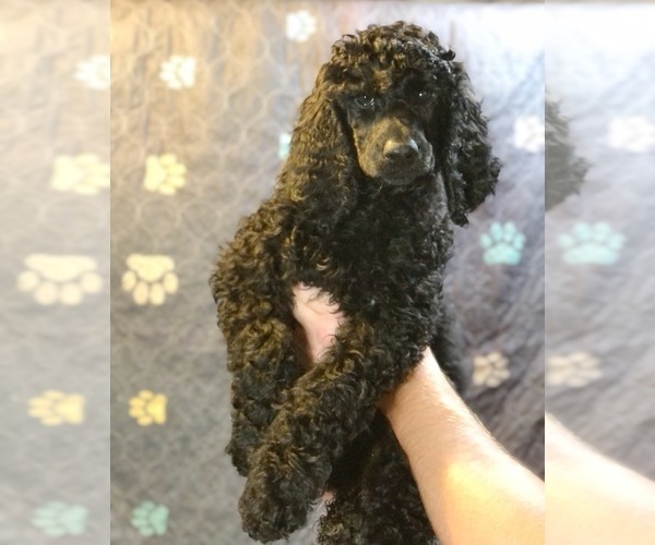 Medium Photo #1 Poodle (Standard) Puppy For Sale in IRONTON, OH, USA