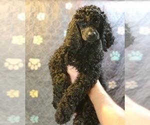Poodle (Standard) Puppy for sale in IRONTON, OH, USA