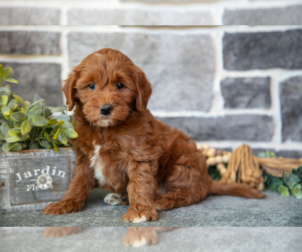 Medium Photo #3 Goldendoodle (Miniature) Puppy For Sale in MIFFLINBURG, PA, USA