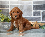 Small #2 Goldendoodle (Miniature)