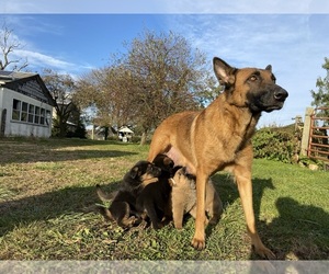 Malinois Puppy for sale in GORDONVILLE, PA, USA