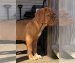 Small Photo #1 Dogue de Bordeaux Puppy For Sale in SAVOY, MA, USA