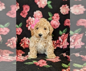Bichpoo Puppy for sale in LINCOLN UNIV, PA, USA