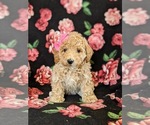 Small Photo #1 Bichpoo Puppy For Sale in LINCOLN UNIV, PA, USA