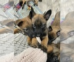 Small Photo #240 Belgian Malinois Puppy For Sale in REESEVILLE, WI, USA