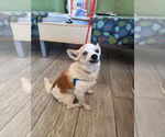 Small #1 Chihuahua Mix