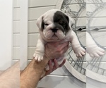Small Photo #2 English Bulldog Puppy For Sale in VIRGINIA BEACH, VA, USA