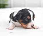 Small #2 Miniature Australian Shepherd