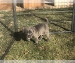 Small Photo #23 American Bully Puppy For Sale in LOVELAND, CO, USA
