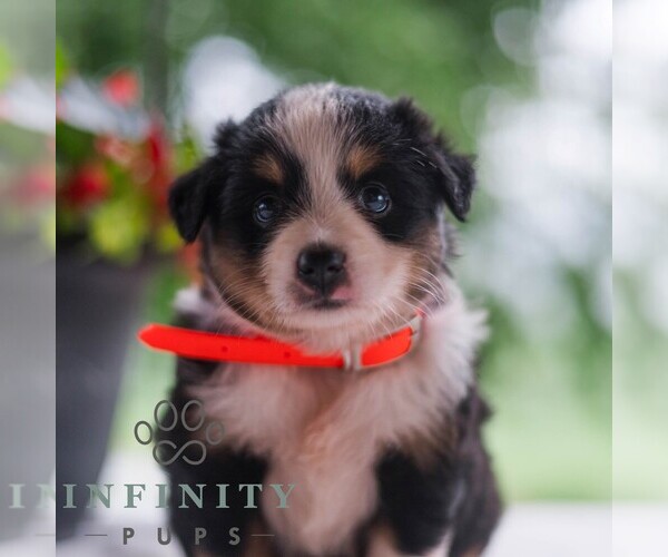 Medium Photo #1 Miniature Australian Shepherd Puppy For Sale in REBERSBURG, PA, USA