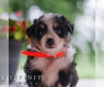 Small Miniature Australian Shepherd