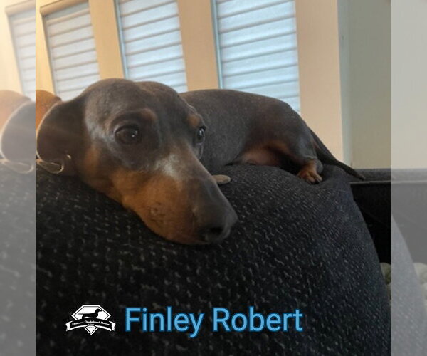 Medium Photo #13 Dachshund Puppy For Sale in San Antonio, TX, USA