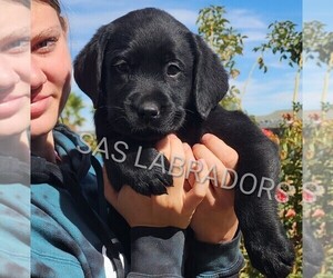 Labrador Retriever Puppy for sale in PINON HILLS, CA, USA