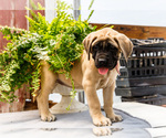 Small Photo #36 Mastiff Puppy For Sale in WAKARUSA, IN, USA