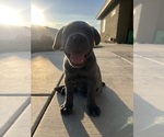 Small #3 Cane Corso