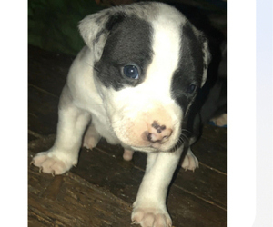 American Bully Puppy for sale in LANSFORD, PA, USA