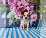 Small #1 Chihuahua