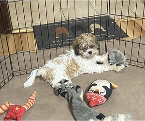 Shih-Poo Puppy for sale in GLOUCESTER, VA, USA