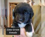 Small #1 Great Pyrenees-Newfoundland Mix