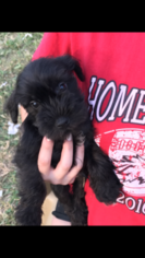 Schnauzer (Miniature) Puppy for sale in KATY, TX, USA