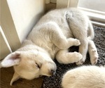 Small #2 Labrador Retriever-Siberian Husky Mix
