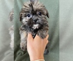Small Photo #7 Shorkie Tzu Puppy For Sale in FREDERICK, MD, USA