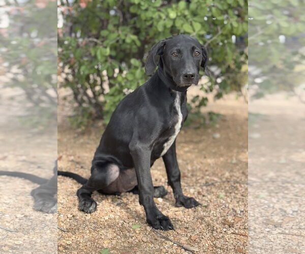 Medium Photo #1 Doberman Pinscher-Labrador Retriever Mix Puppy For Sale in PIPE CREEK, TX, USA