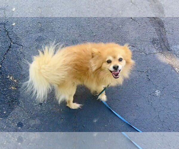 Medium Photo #11 Pomeranian Puppy For Sale in Mount Laurel, NJ, USA