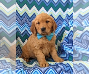 Golden Retriever Puppy for sale in OXFORD, PA, USA