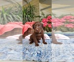 Small Photo #3 Labrador Retriever Puppy For Sale in FRESNO, CA, USA
