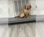 Puppy Puppy 4 Golden Retriever