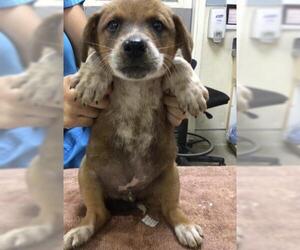 Mutt Dogs for adoption in Riverside, CA, USA