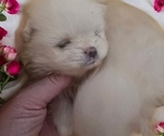 Puppy Boy Pomeranian