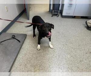 American Pit Bull Terrier-Unknown Mix Dogs for adoption in Visalia, CA, USA