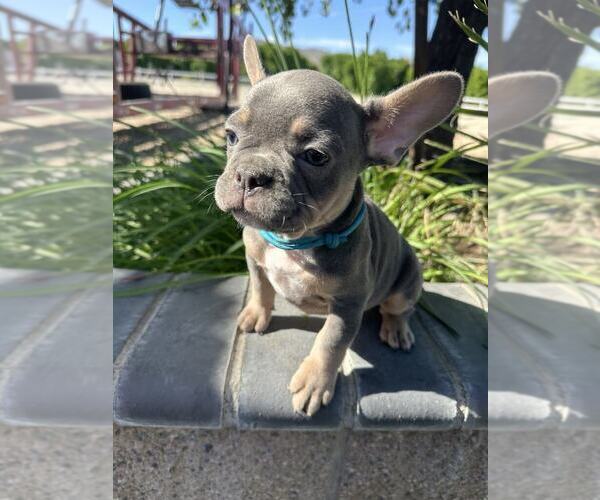 Medium Photo #11 French Bulldog Puppy For Sale in HEMET, CA, USA