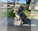 Small Photo #11 French Bulldog Puppy For Sale in HEMET, CA, USA