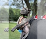 Puppy Malani Cane Corso
