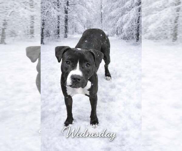 Medium Photo #6 Mutt Puppy For Sale in Murfreesboro, NC, USA