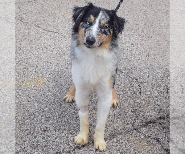Medium Photo #2 Australian Shepherd Puppy For Sale in Huntley, IL, USA