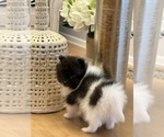 Small #7 Pomeranian