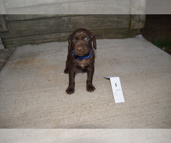 Medium Photo #1 German Shorthaired Pointer Puppy For Sale in SCIO, OH, USA