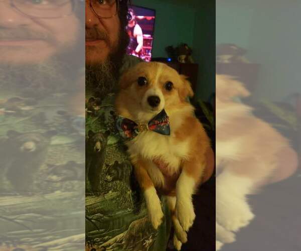 Medium Photo #1 Chihuahua Puppy For Sale in NEWPORT NEWS, VA, USA