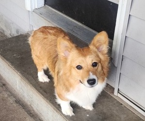 Mother of the American Corgi puppies born on 06/09/2025