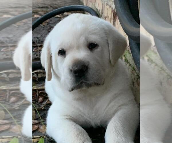 Medium Photo #1 Labrador Retriever Puppy For Sale in OPELOUSAS, LA, USA