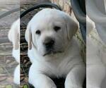 Small Photo #1 Labrador Retriever Puppy For Sale in OPELOUSAS, LA, USA