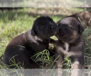 Belgian Malinois-Golden Retriever Mix Puppy for sale in RIVERSIDE, CA, USA