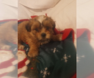 Zuchon Puppy for sale in BLOOMINGTON, IN, USA